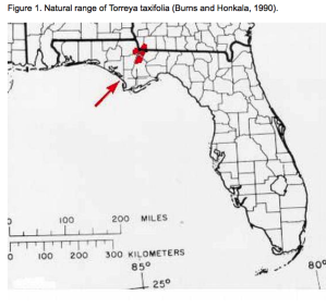 Torreya florida.png