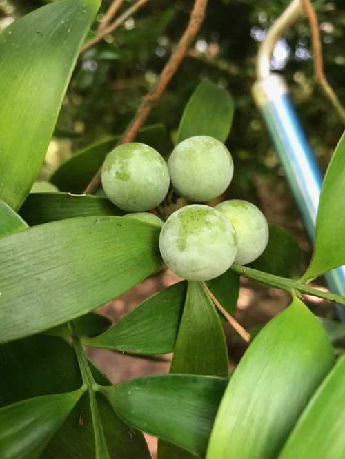 schefflera plant Schefflera Amate, Umbrella Tree