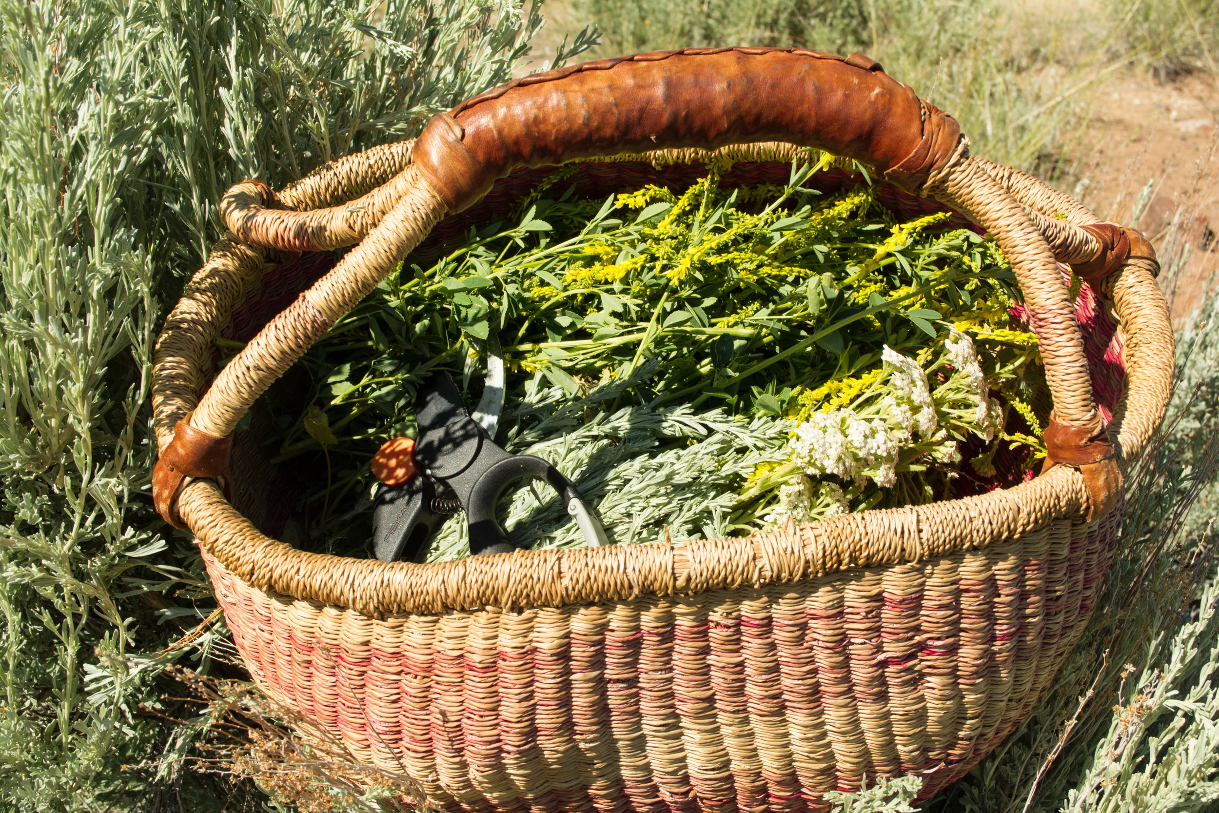 Gathering sweet clover (M elilotus officinalis ), yarrow (A chillea millefolium ), and sagebrush ( Artemisia tridentata ) for a big batch of Back Off Bug Spray .