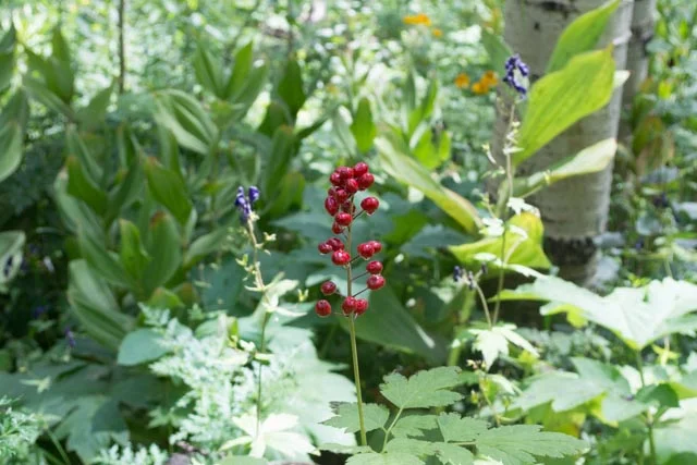 The berries of baneberry ( Actaea rubra ) are not edible. They hold toxic properties that can make you quite ill or be life-threatening. 