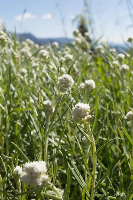 pearly everlasting (Anaphalis margaritacea)