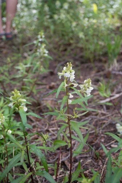 curly lousewort (Pedicularis racemosa)