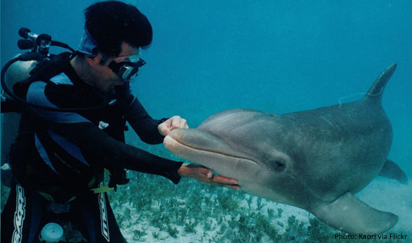mx-diving-with-dolphins-cozumel.jpg