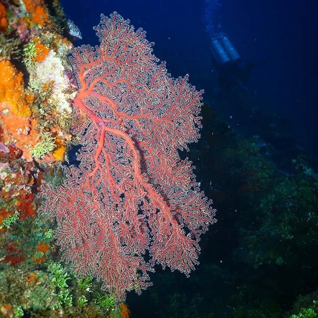 We're big fans of these guys. They're truly fantastic. Like swimming through fantasy land. Sea what we did there? 
#seafan #punsfordays #hamptondivecenter #scuba #divetravel #travel #ocean #scubadiving #truklagoon #micronesia