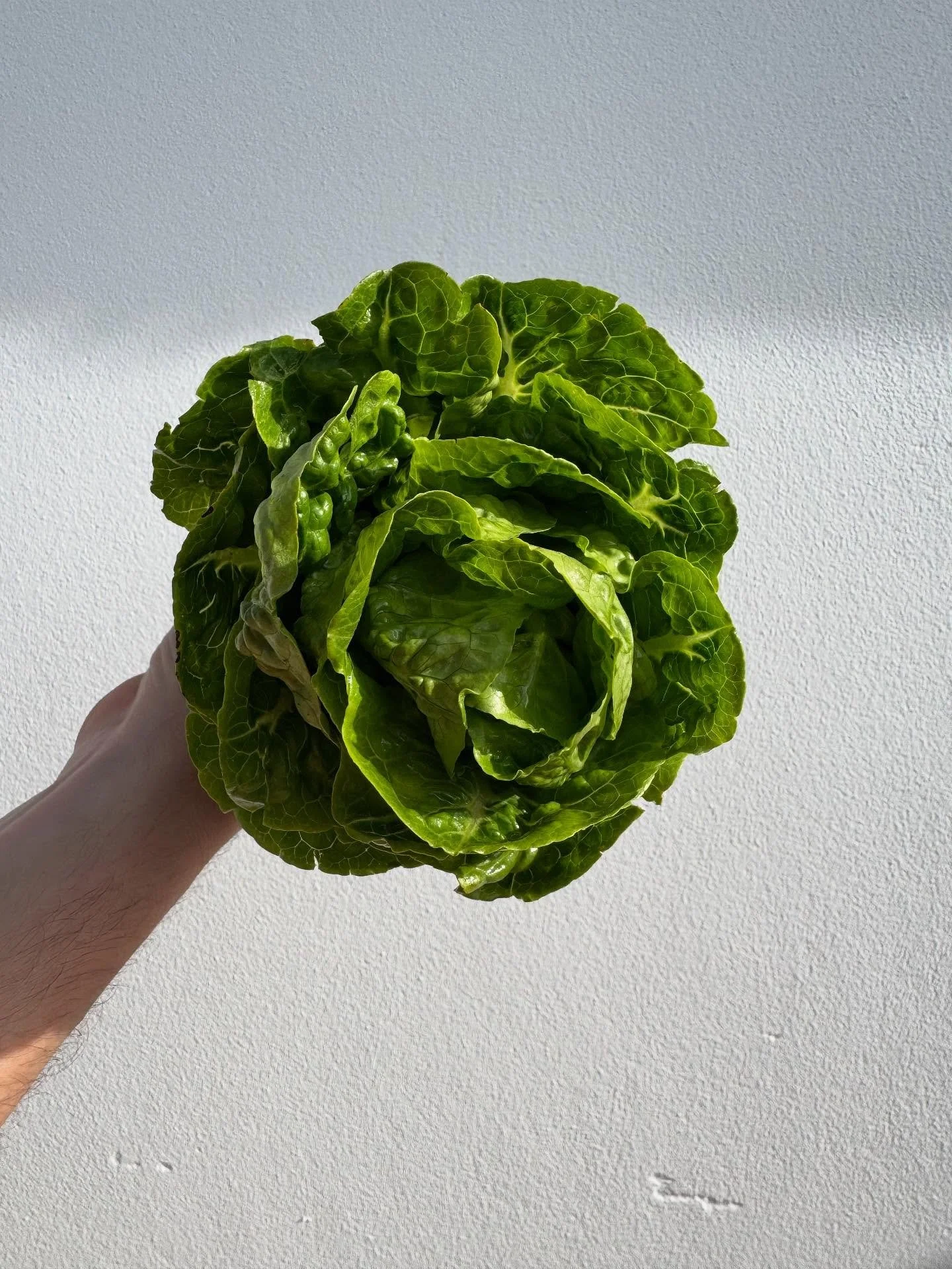 Fairy Hill little gem, pecorino aioli and garlic croutons for Alice and Elliott and their 80 guests at Alice&rsquo;s family home in Kingston. I took so few food pics which is a shame because the menu was such a beautiful one but I was just too busy c