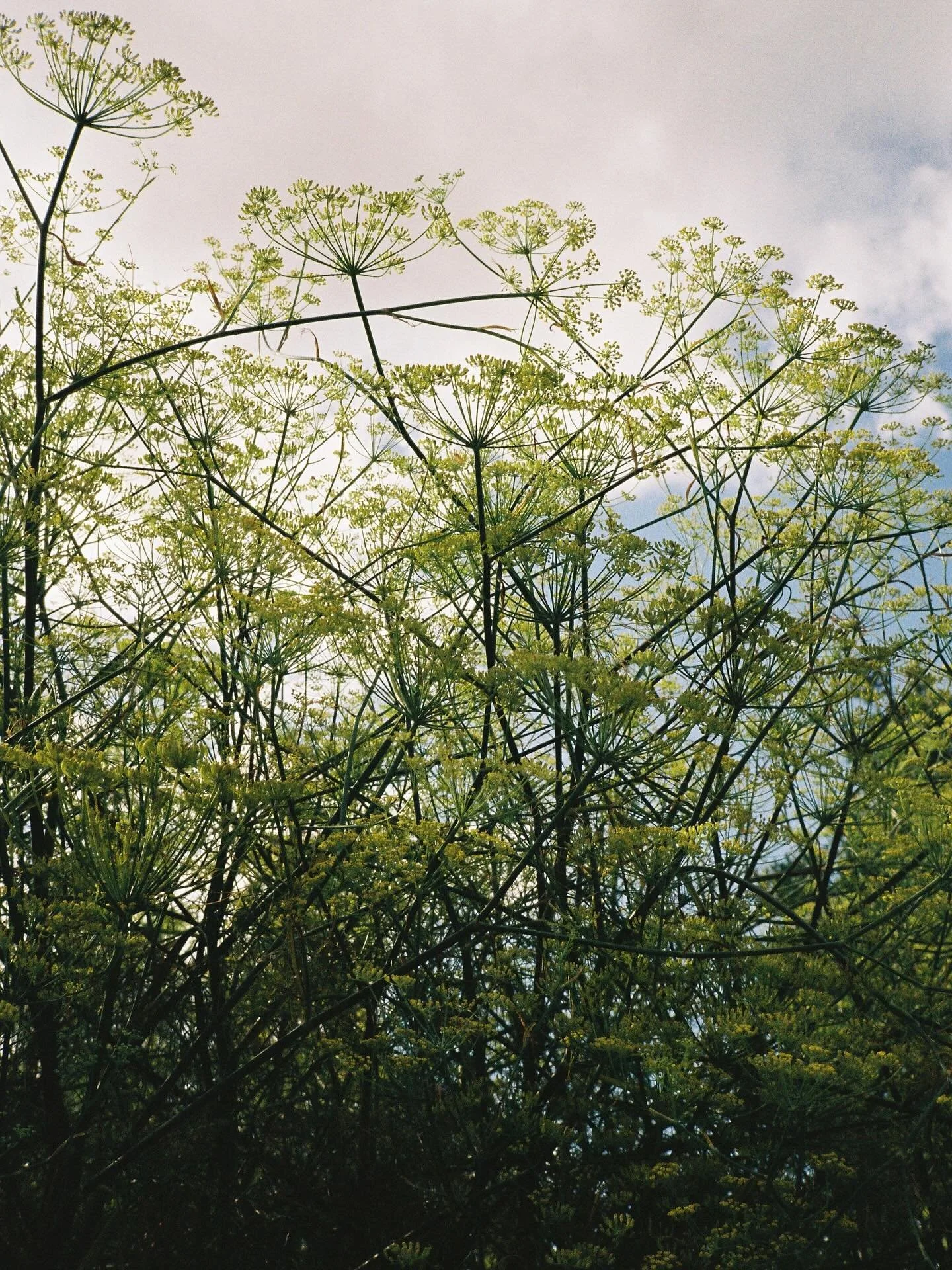A different take on our regular oxymel, bringing a bright and sweet anise-like flavour with fennel flowers and purple sage from my mum&rsquo;s beautiful garden. Cold infused with lemon peel and a little wormwood for three weeks in @wildingcider vineg