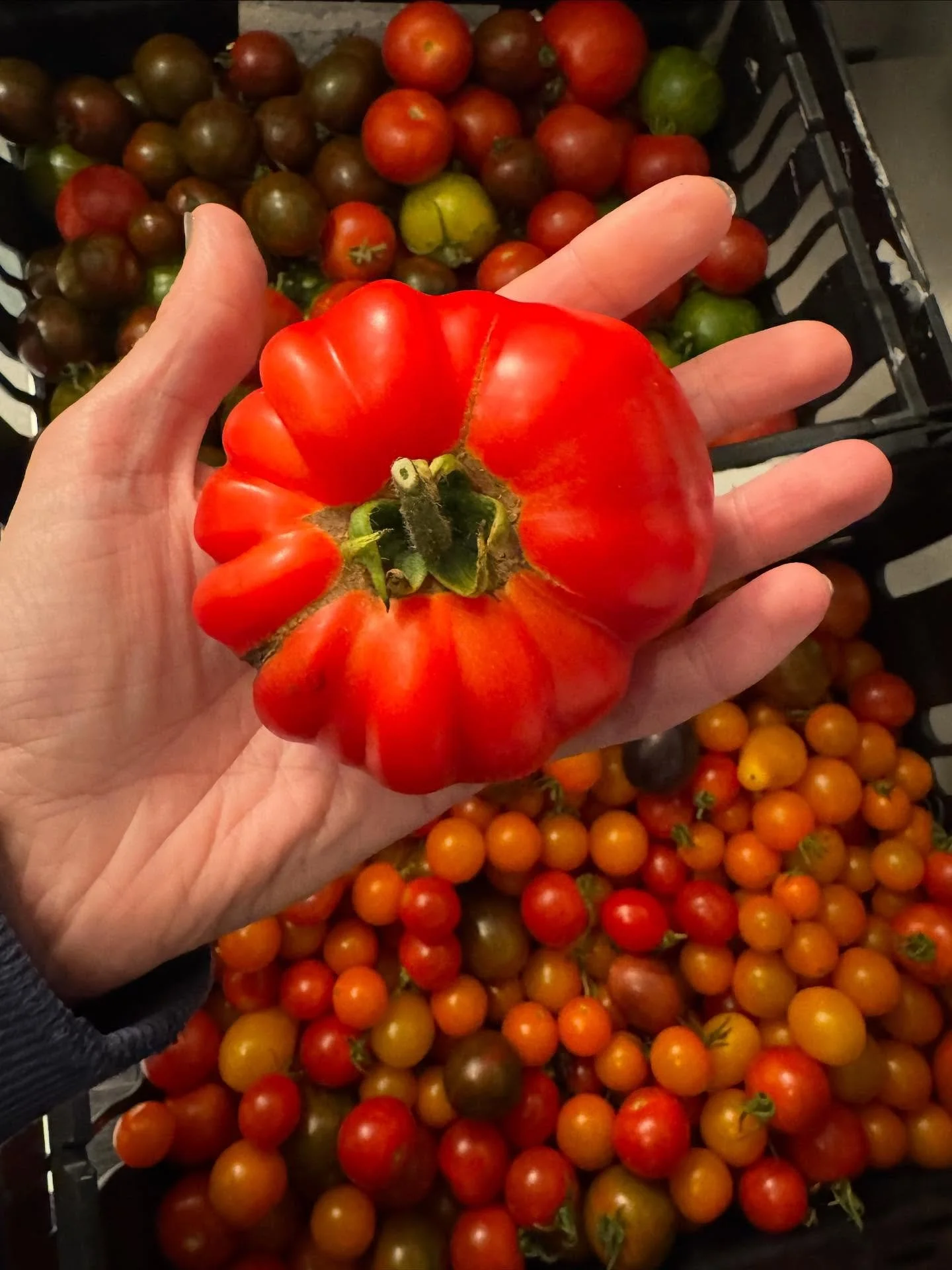 A few ways with tomatoes the last week or so because come on if you follow us you&rsquo;re tomato obsessed too and UK tomato season is tippety TOP right now SO @simshillsharedharvest toms for days for our weekend event which were a) roasted and put t