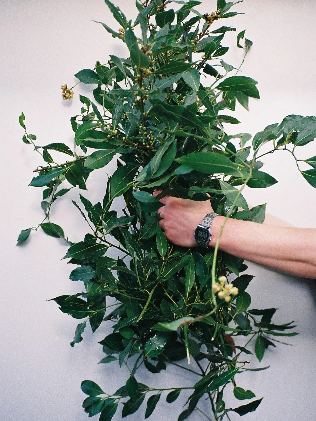 Chilly drinks prep days on film these last few months 🥶 Making the most of our beautiful bay tree with pear and bay cordial, plus ruby grapefruit and blood orange cordials too 📸