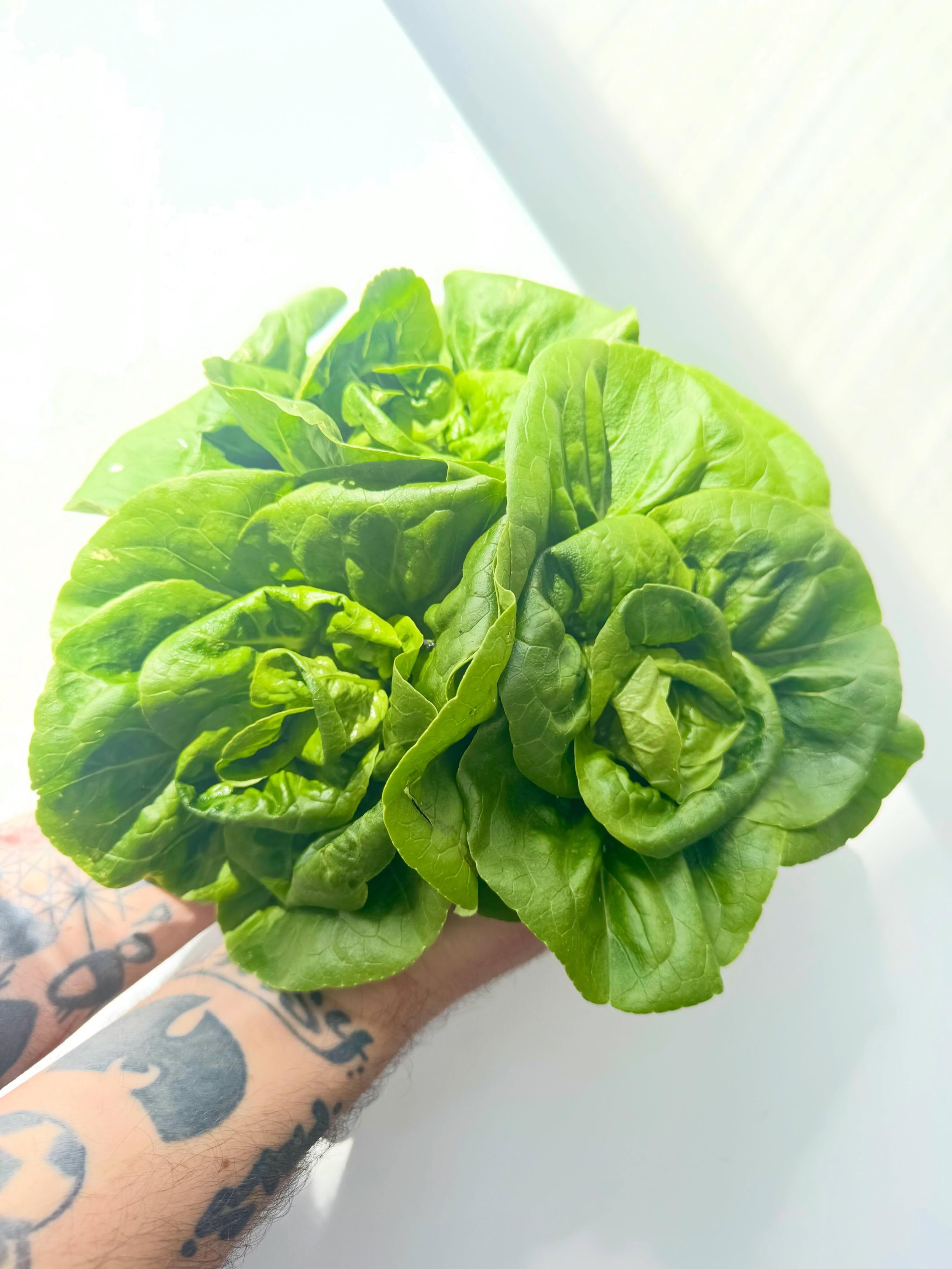 Gem from @fairyhill.marketgarden in full flow on our menus now. Excited to be popping in with a little team next week to see Dani&rsquo;s wonderful set up where she grows all the delicious produce we use over the summer with such care 💫