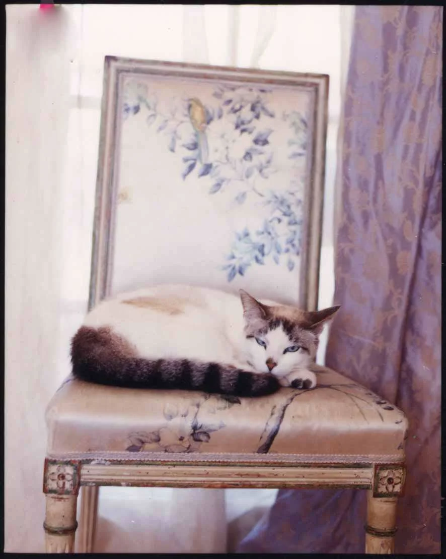 mimi.jpg