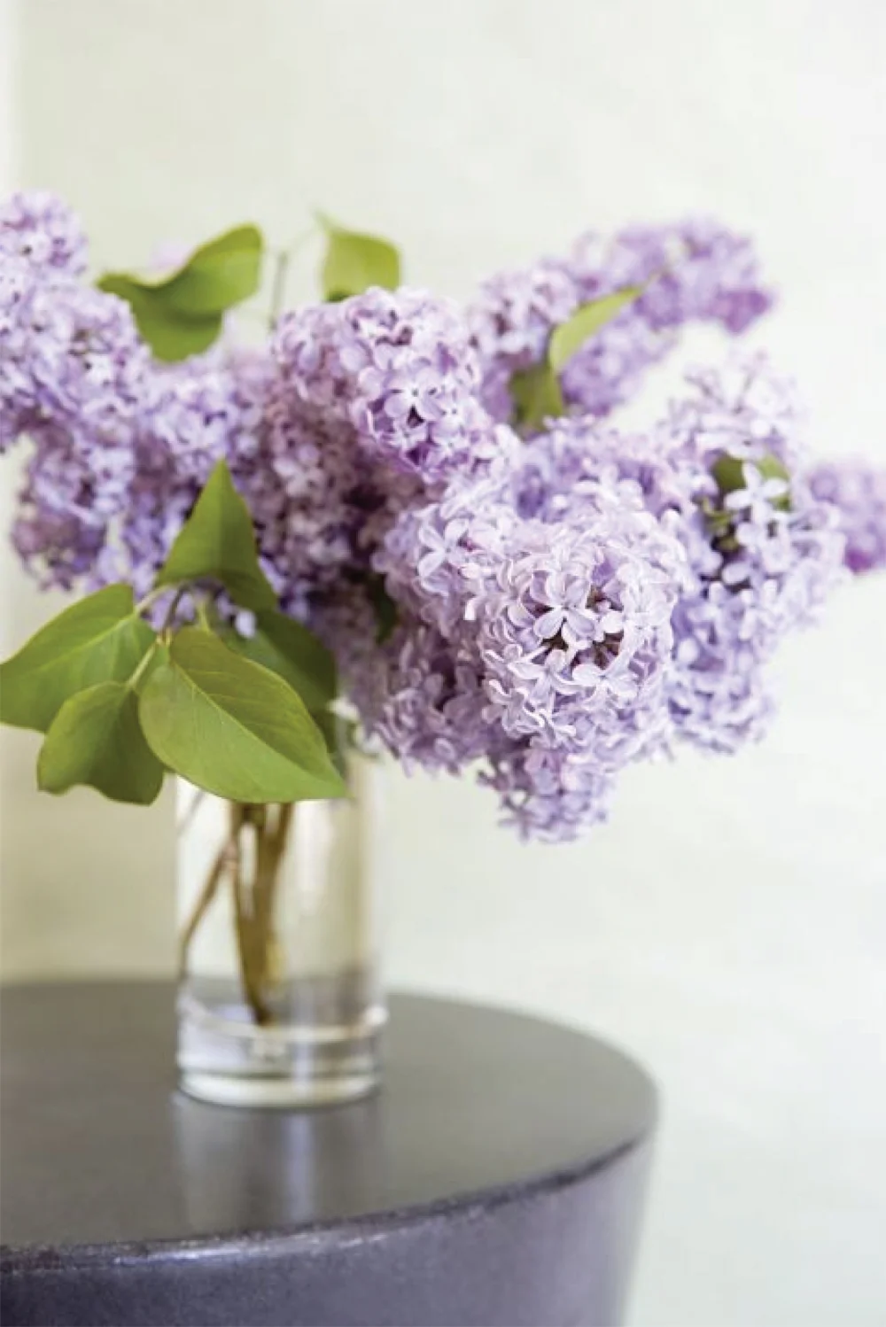 color love: spring lilacs