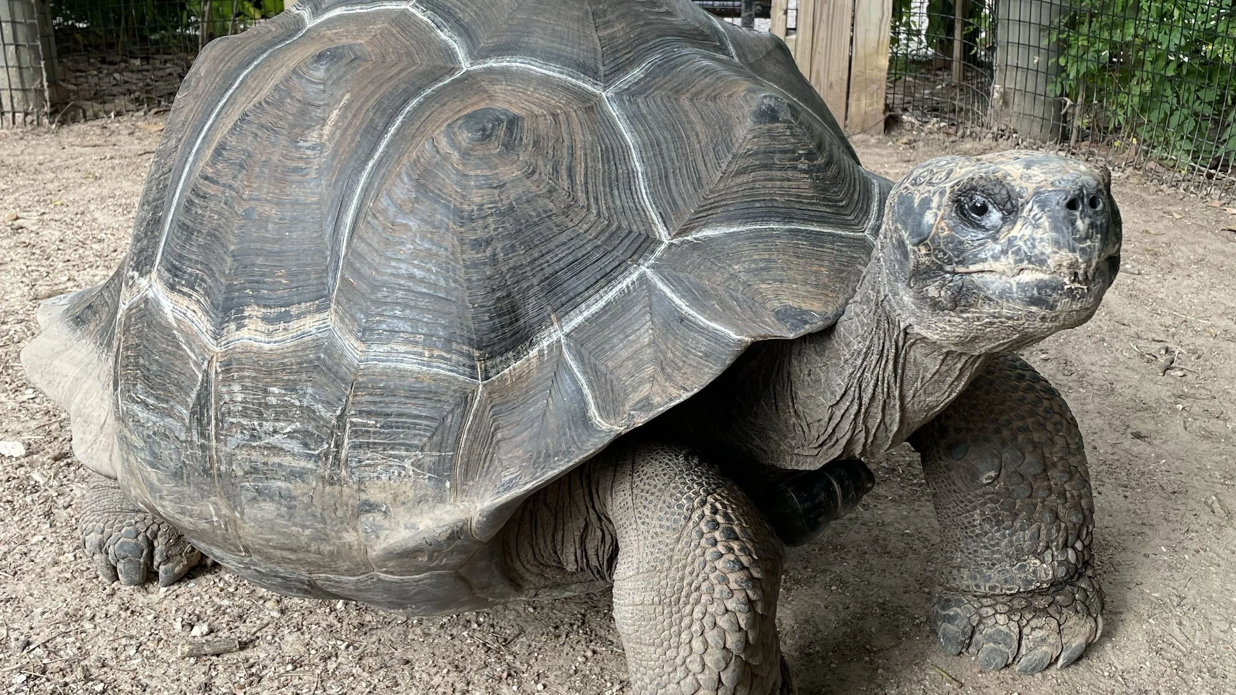Houston Zoo Announces Official Opening of Galápagos Islands