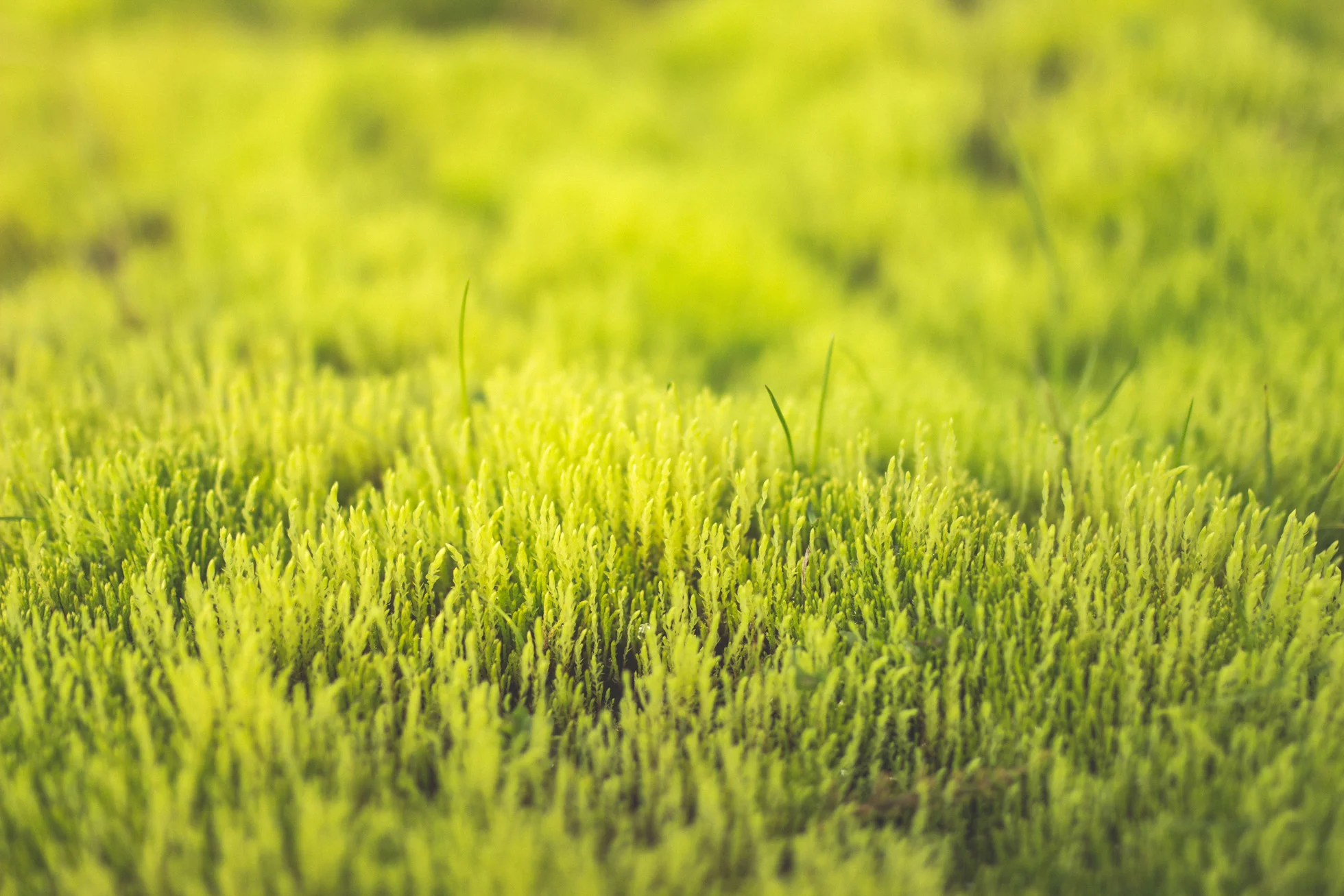 Simon Schmitt - grass - resized.jpg