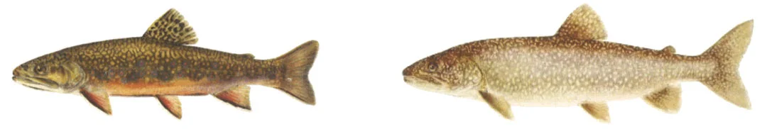 both-brook-lake-trout.jpg