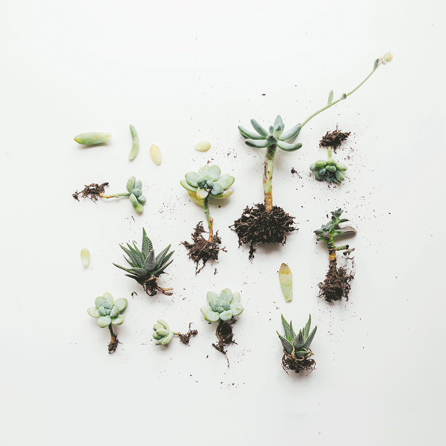 Element-Plant-Gif.gif