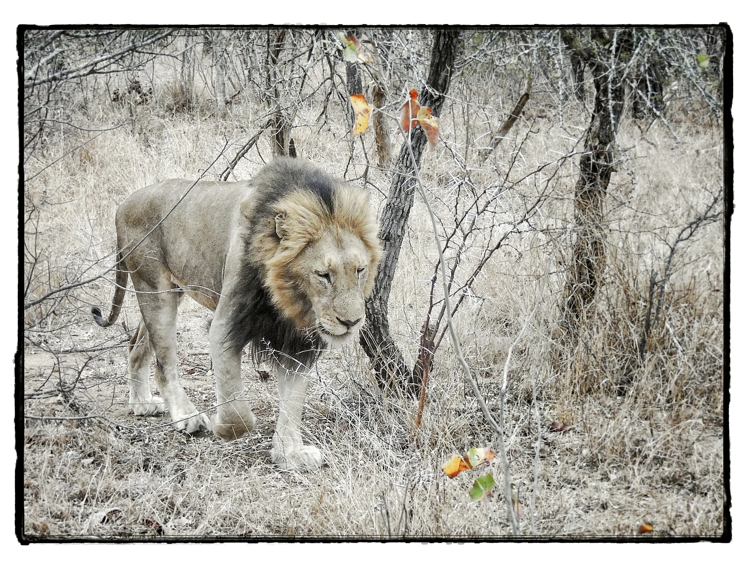 Thornybush #1