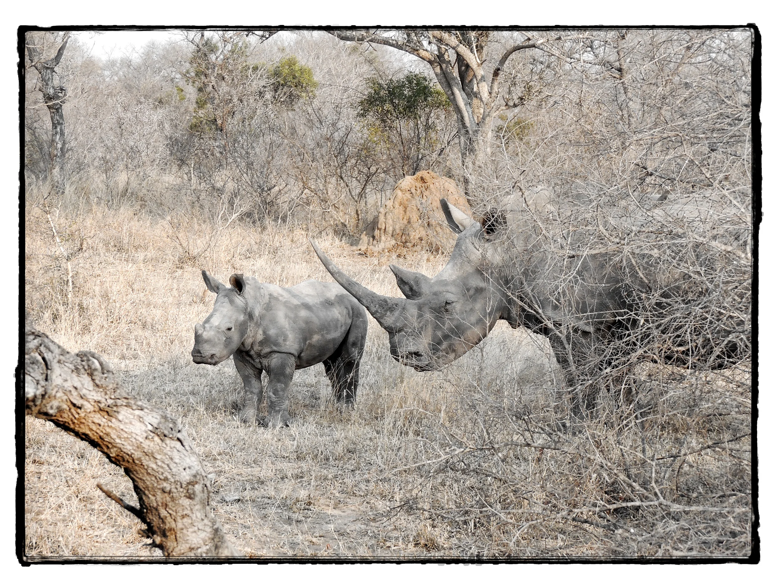 Thornybush #2