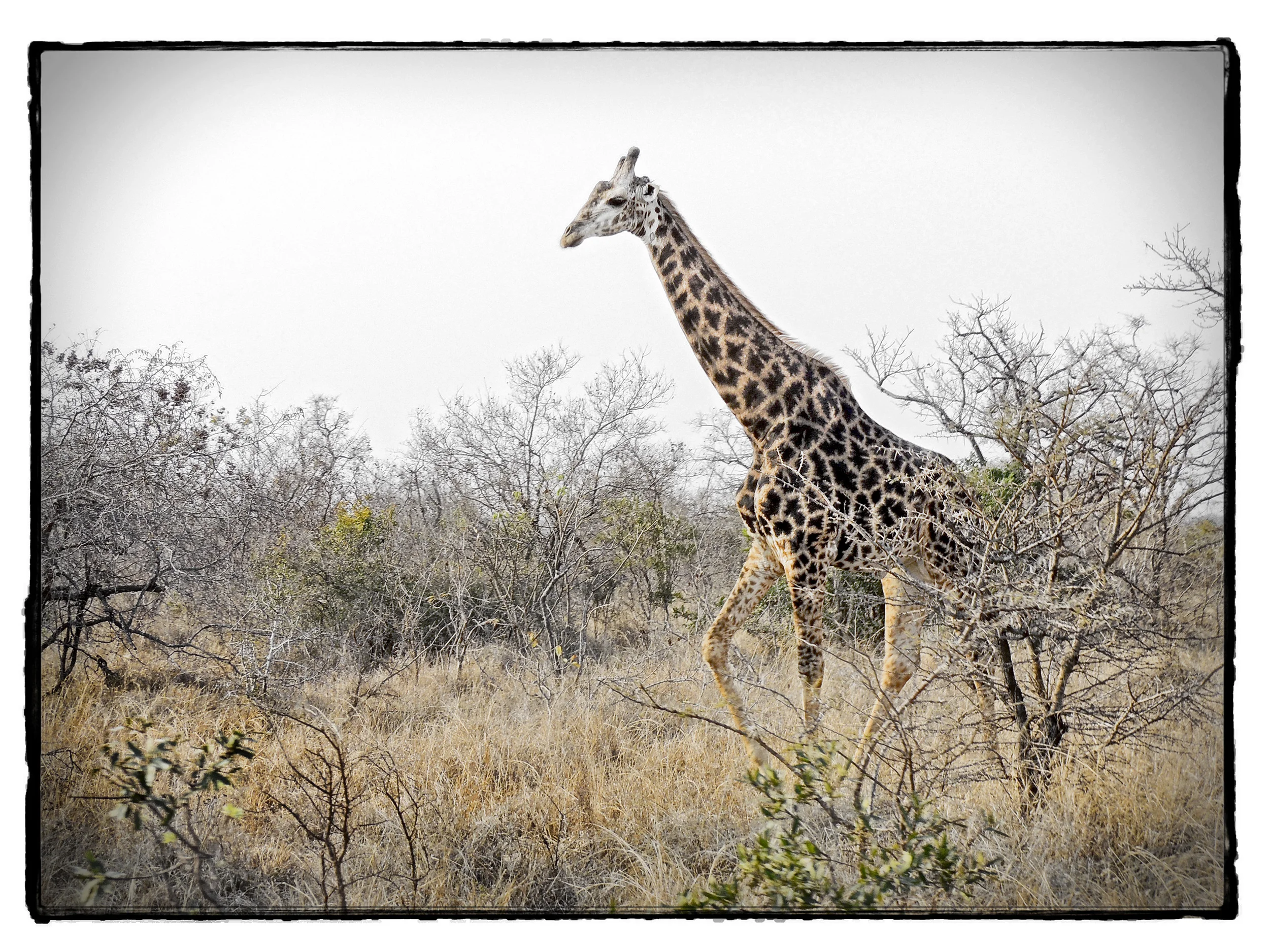 Thornybush #4