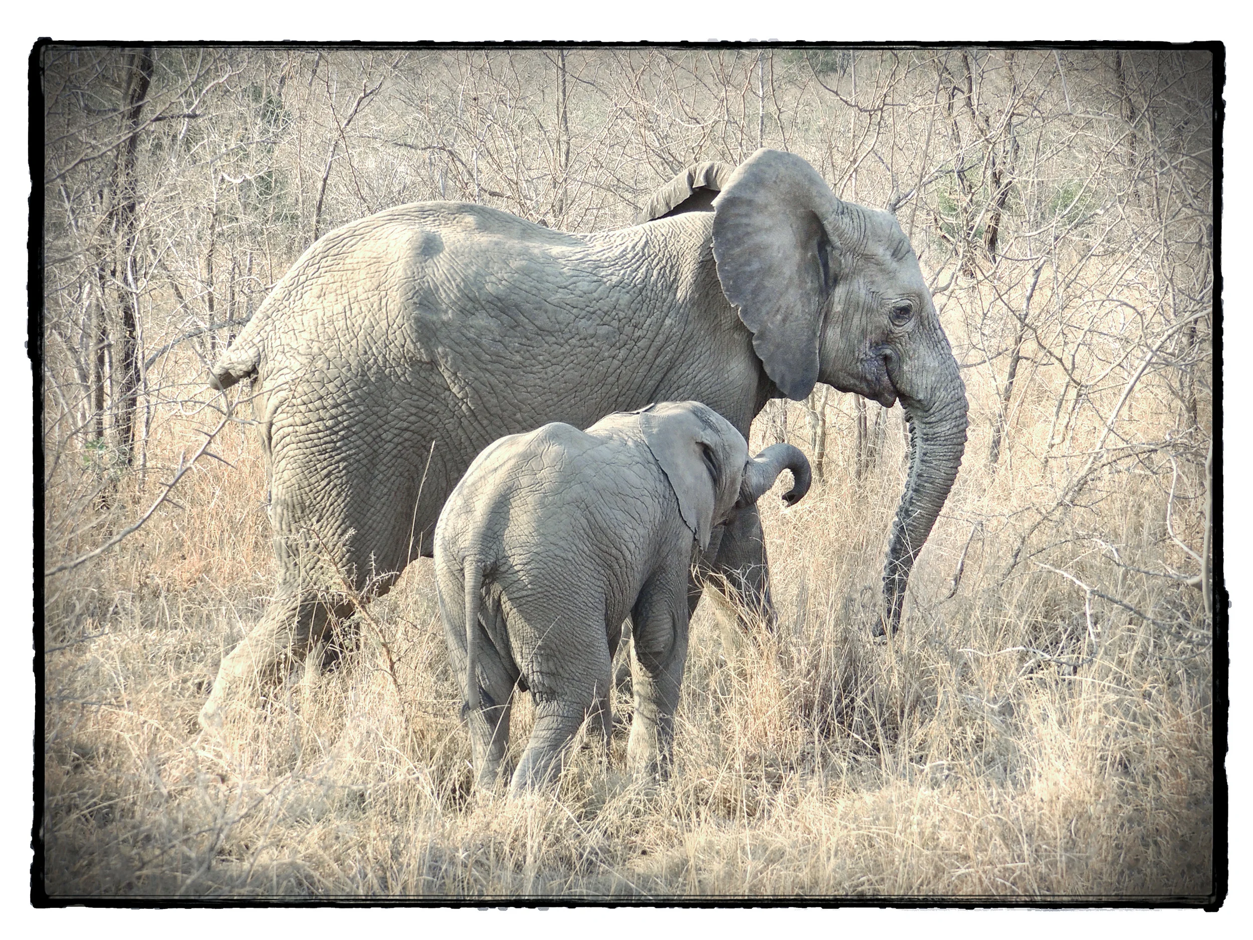 Thornybush #3