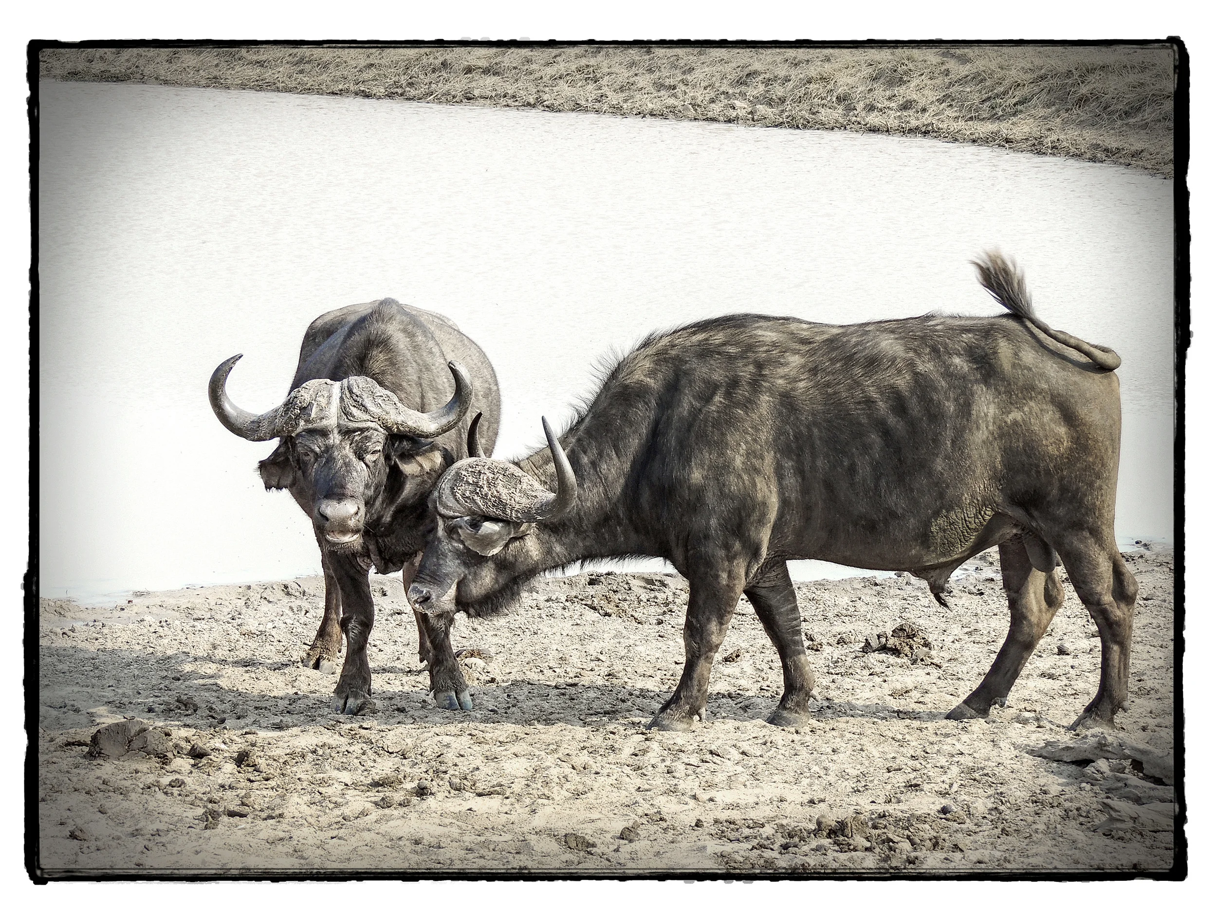 Thornybush #6