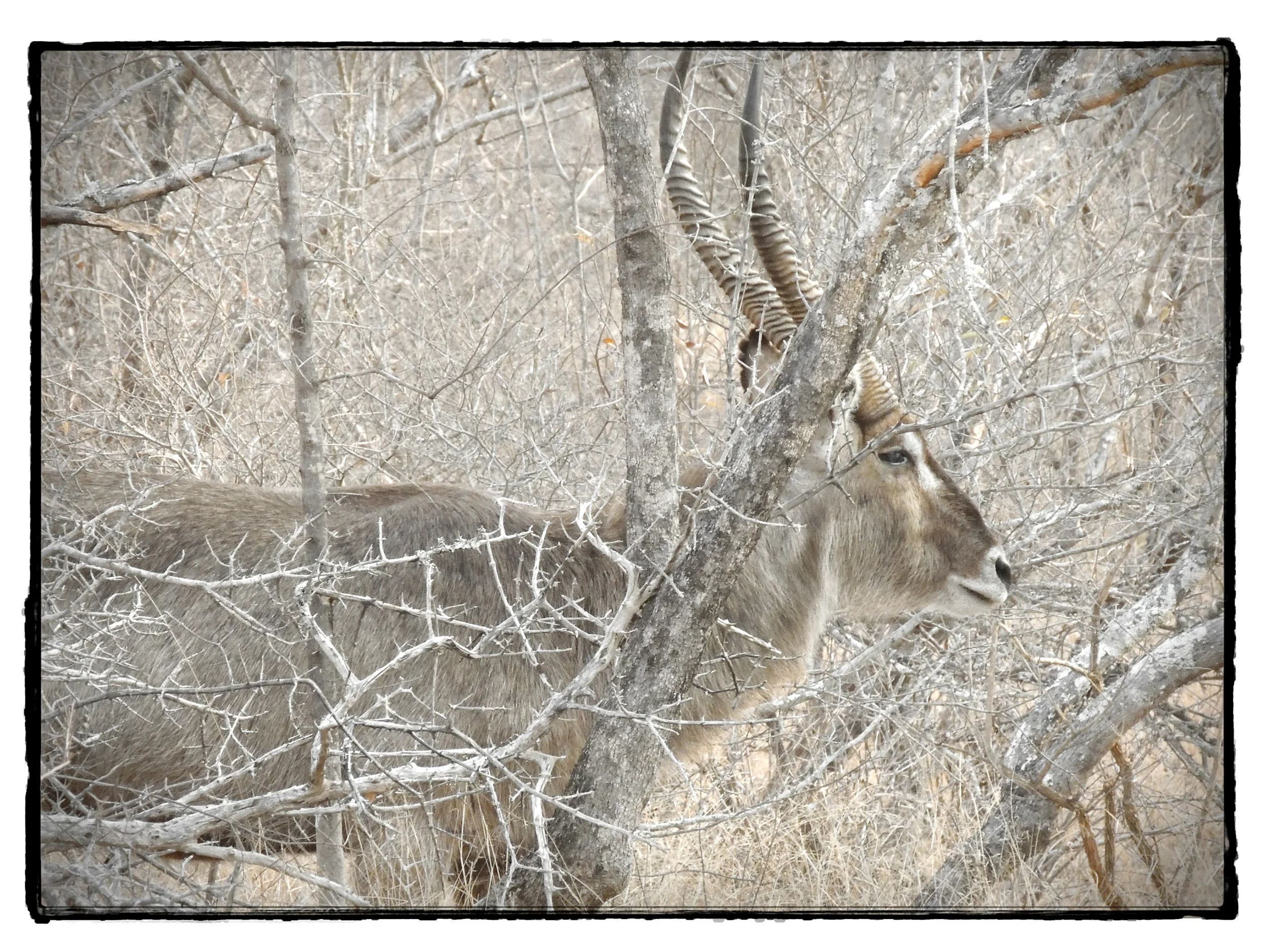 Thornybush #7