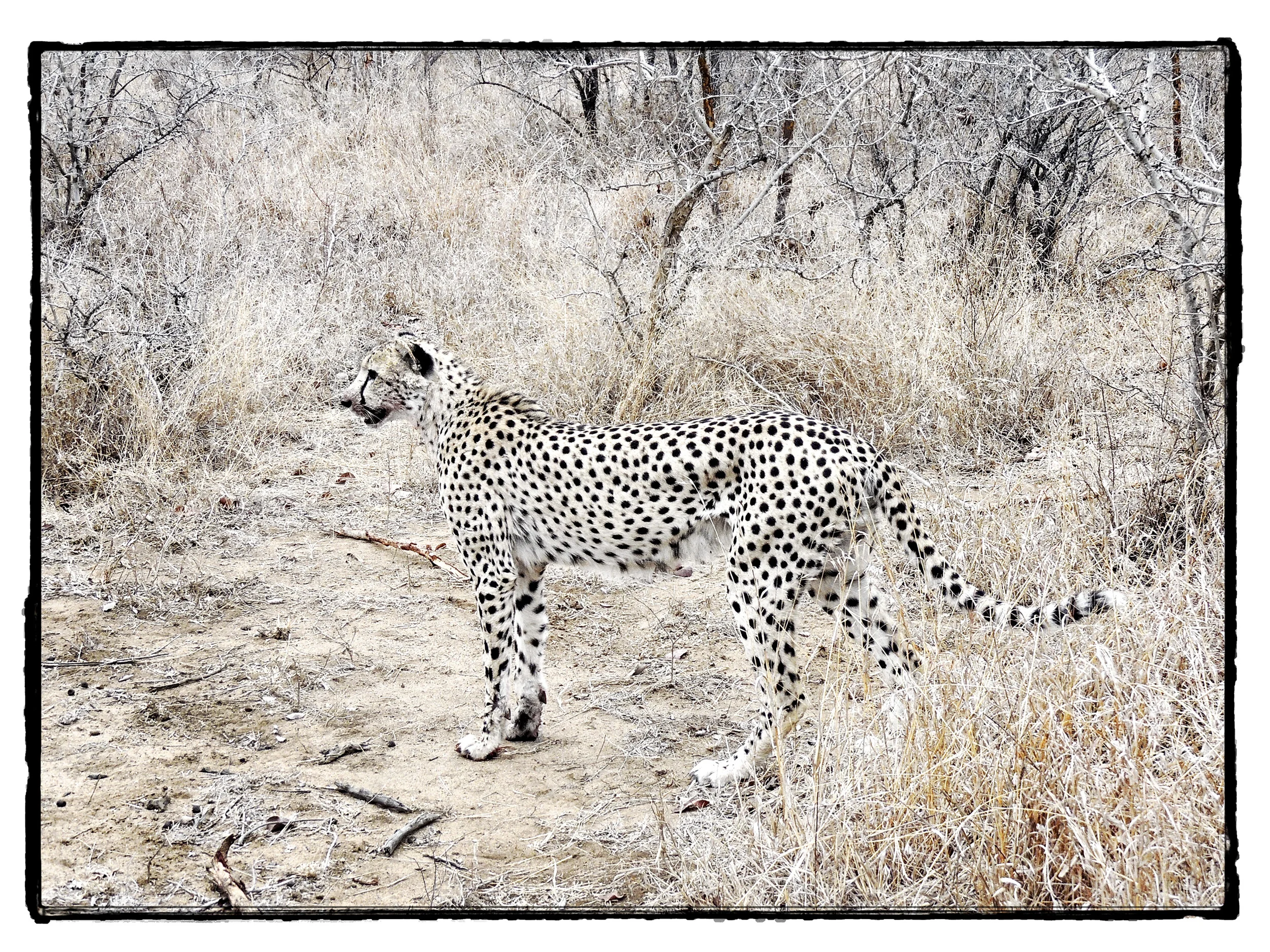 Thornybush #10