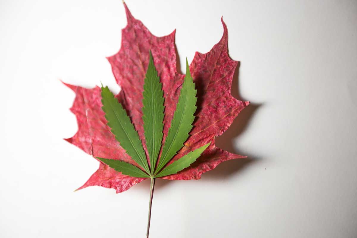 leaf.jpg