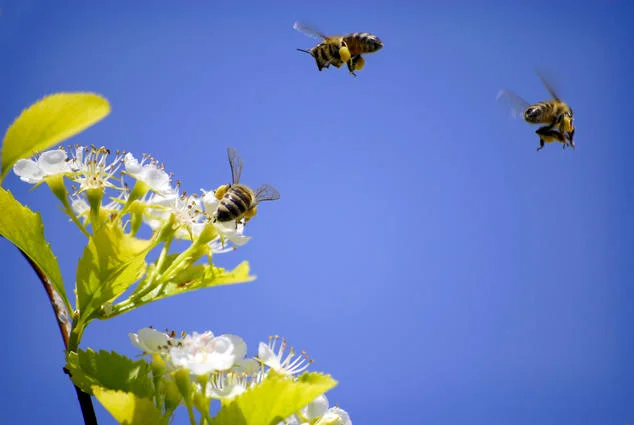 Honey Month.jpg