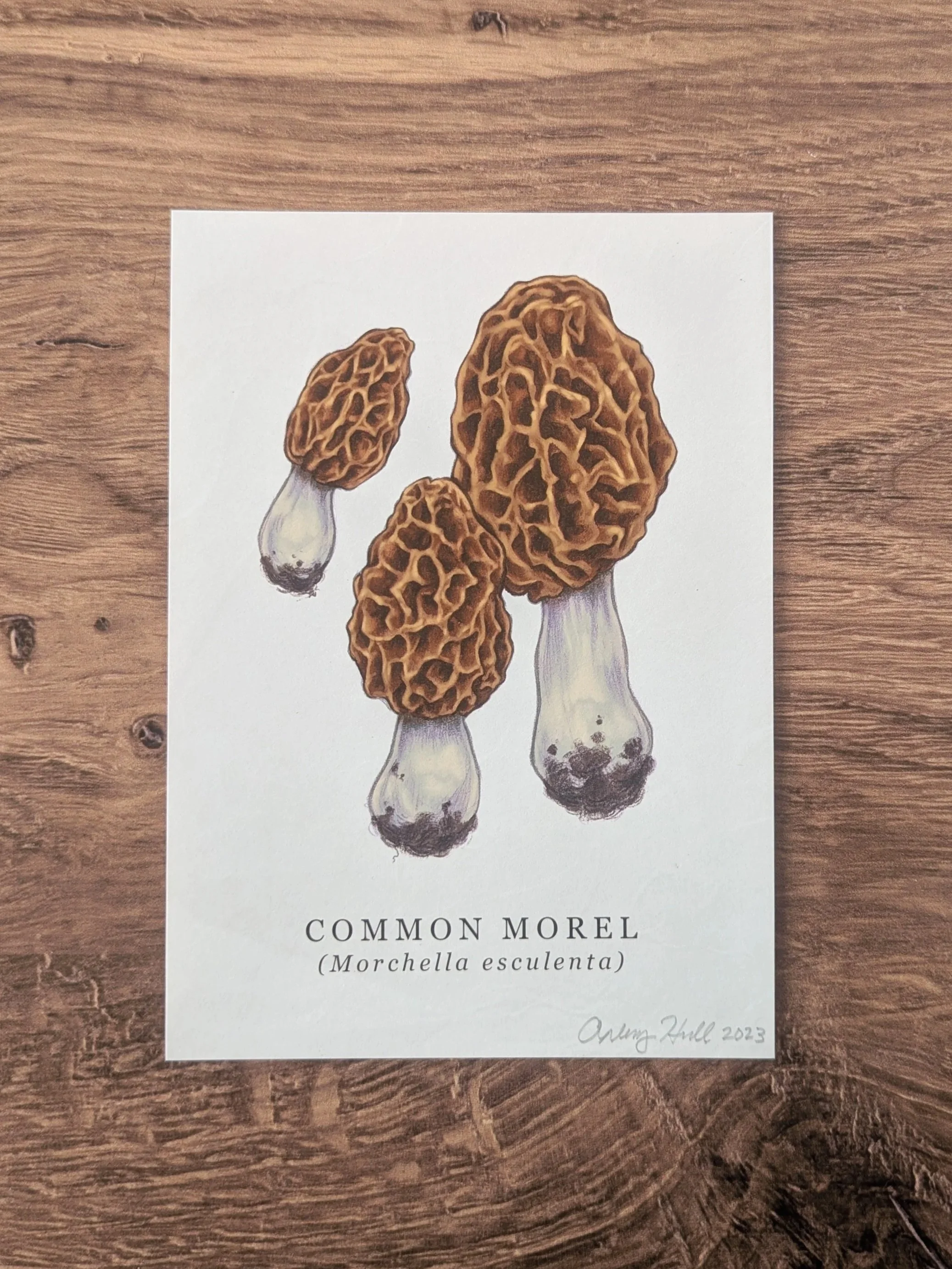 Mushrooms+of+Ohio_Morel_2.jpg