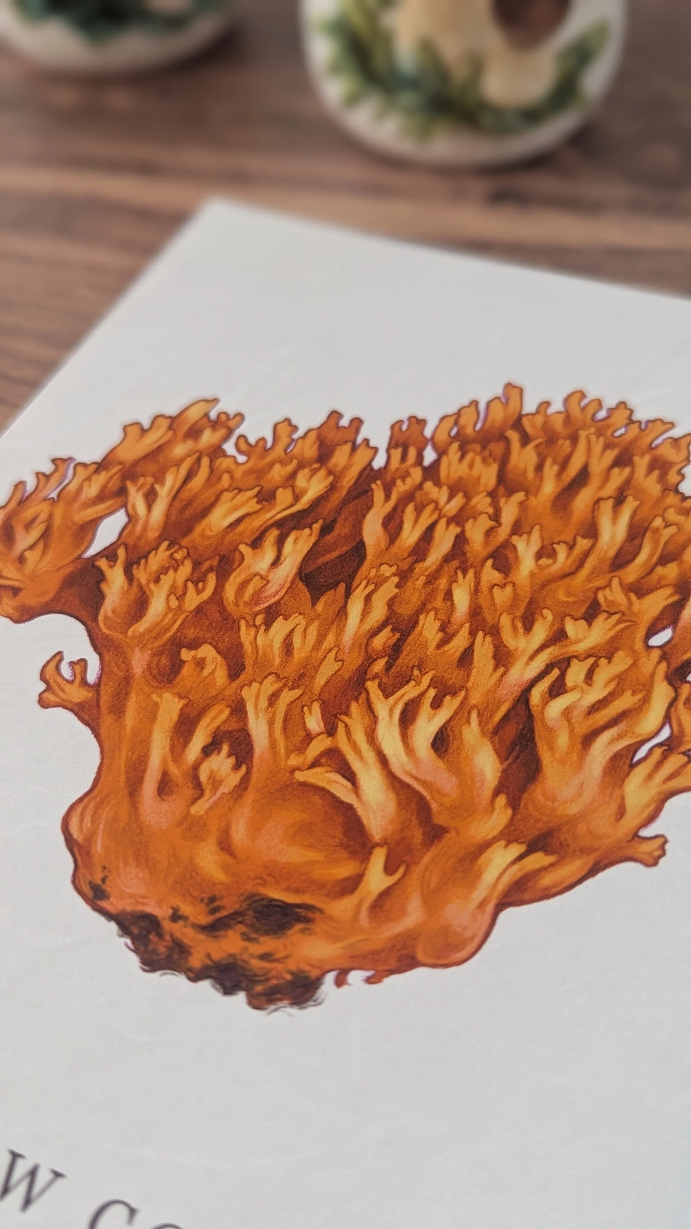 Mushrooms of Ohio_Yellow Coral_2.jpg