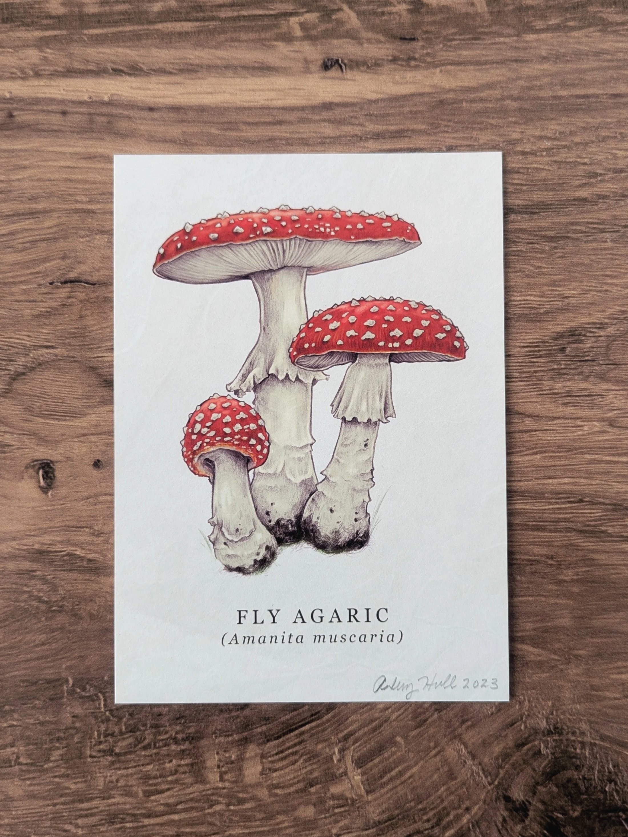 Mushrooms+of+Ohio_Fly+Agaric_4.jpg
