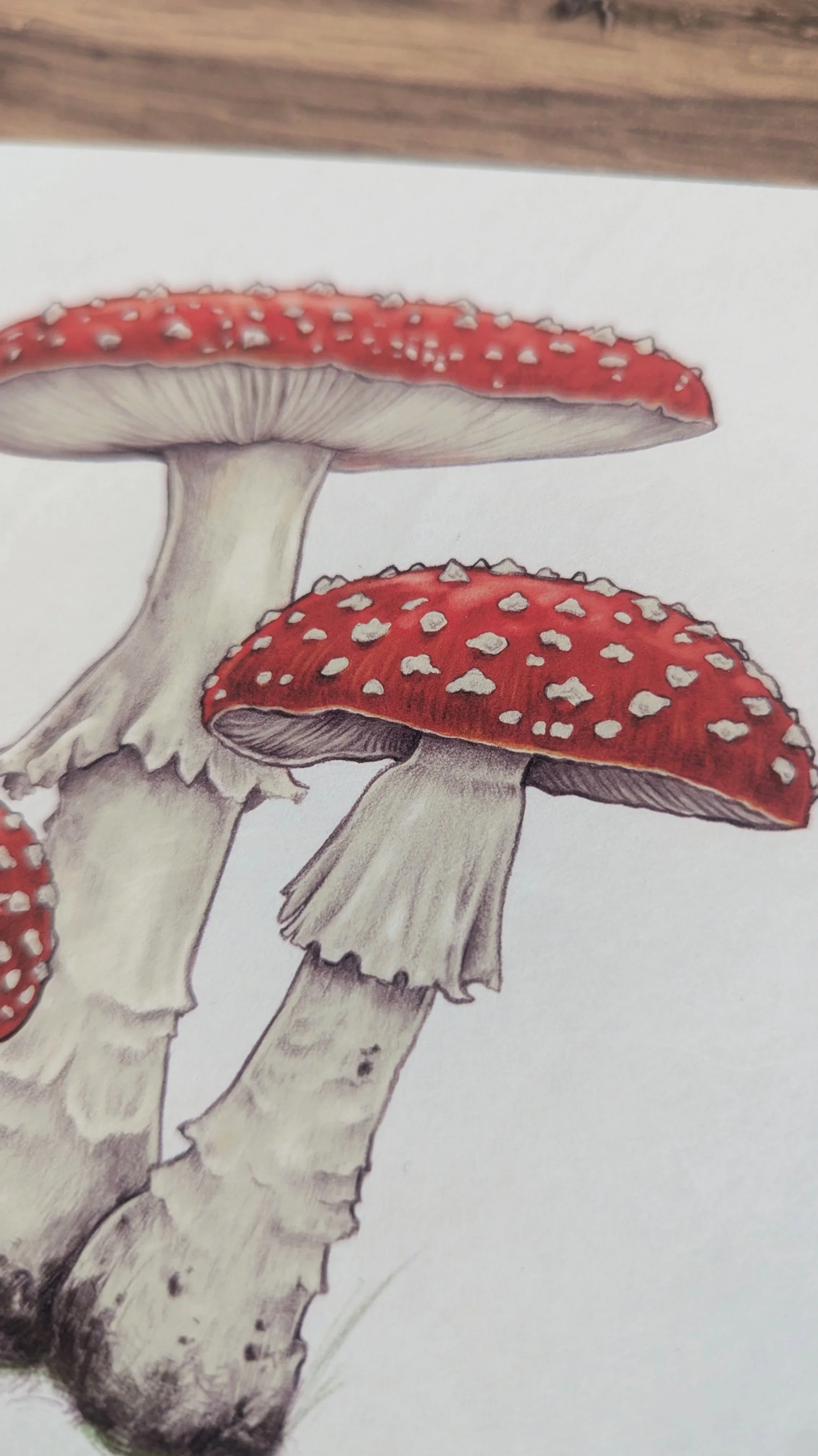 Mushrooms+of+Ohio_Fly+Agaric_6.jpg