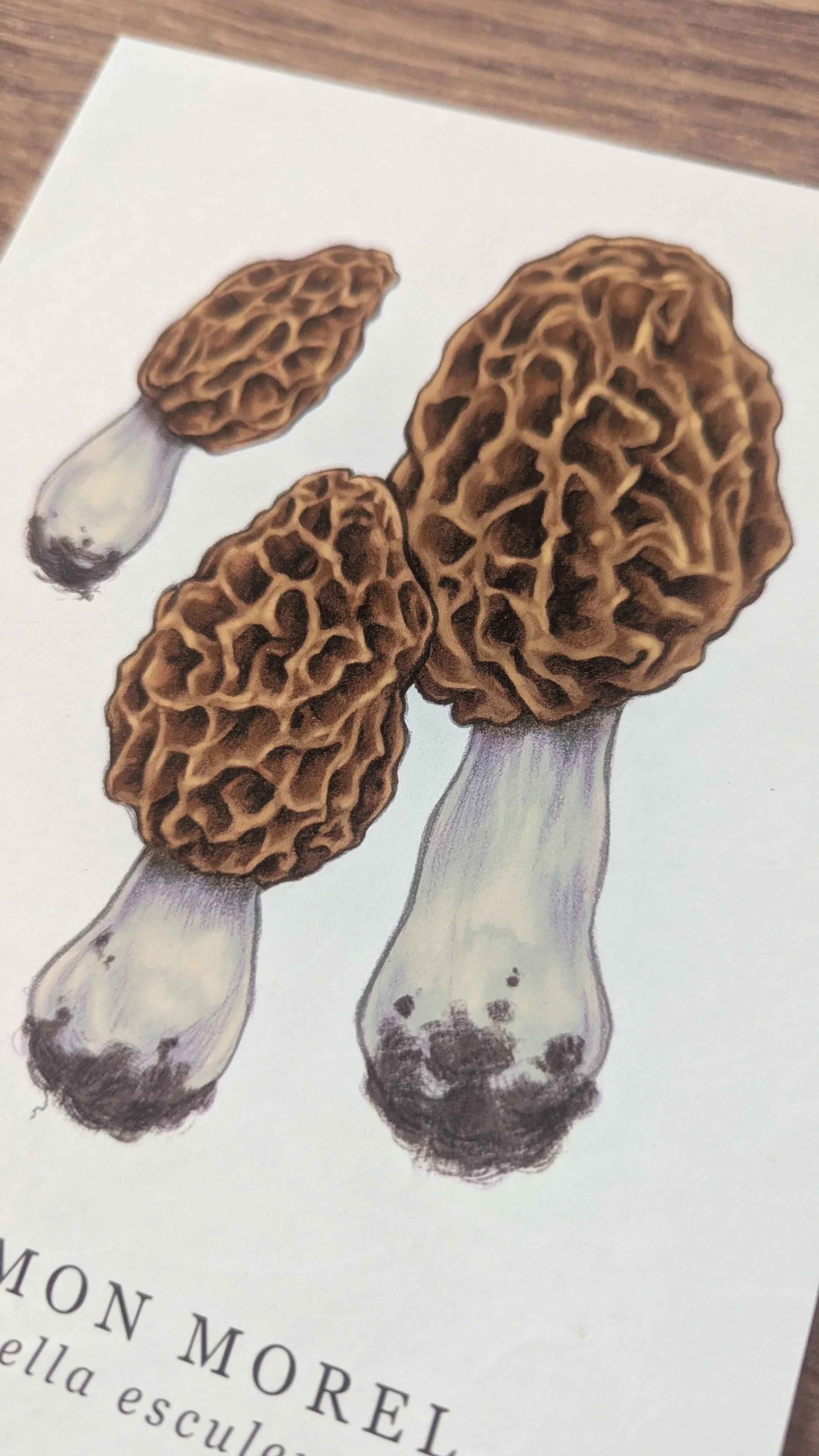 Mushrooms+of+Ohio_Morel_3.jpg