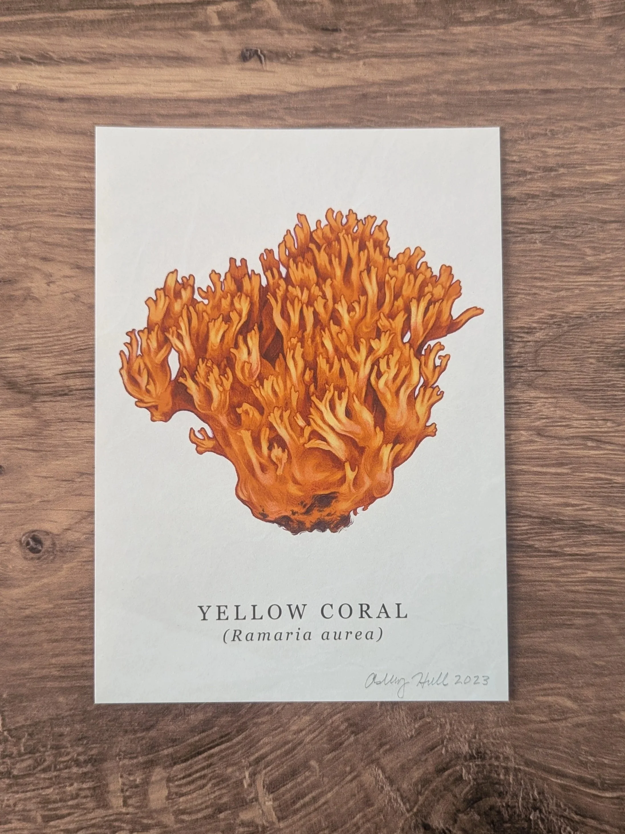 Mushrooms+of+Ohio_Yellow+Coral_1.jpg