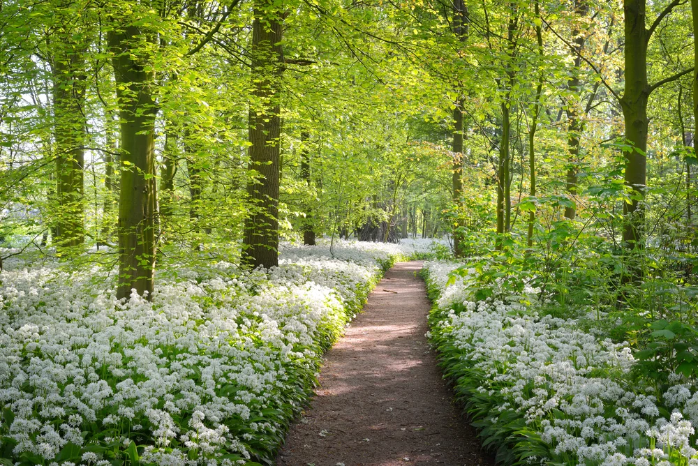 flowering walkway in forest.jpg