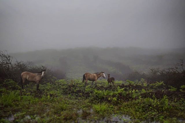 On the foggy trail towards Sierra Negra on Isla Isabela #galapagos