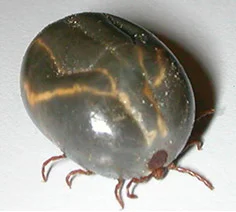 2.1-The-Cattle-Tick-copy.jpg