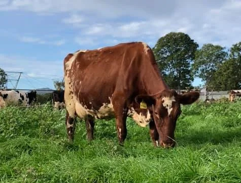 Champion Milk Production Cow - Riverwood Joy