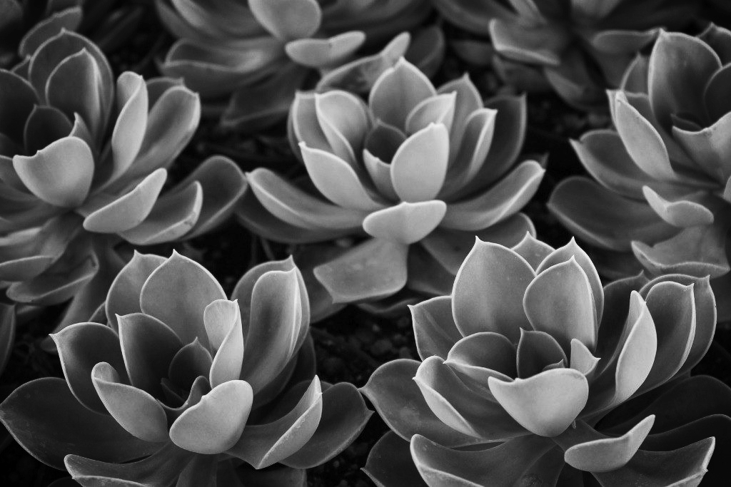 succulent-echeveria-hybrid-perle-von-nurnberg-succulent-4-1_2000x.jpg