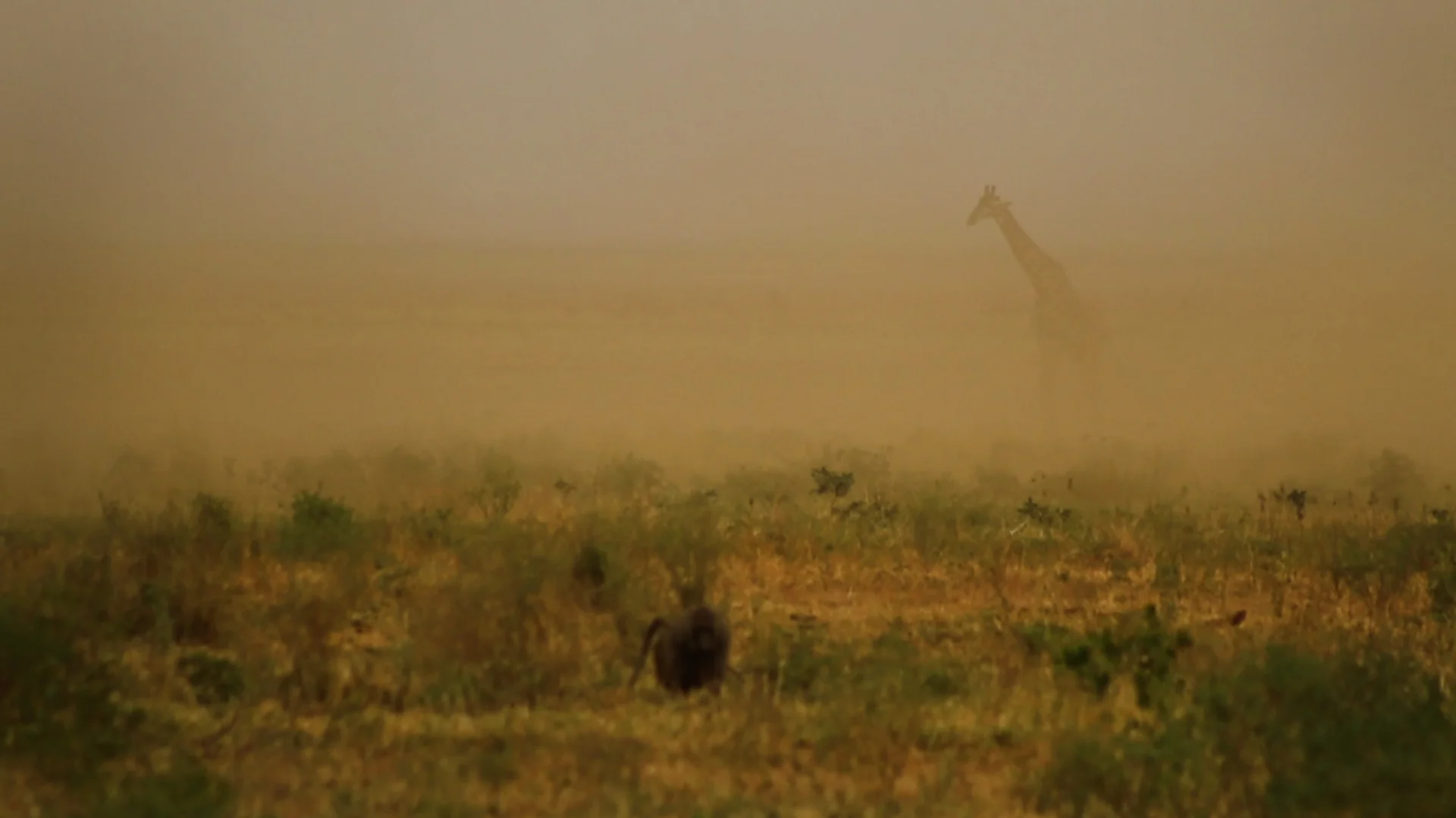 IKS Screencap_Giraffe dust storm_adjust.jpg