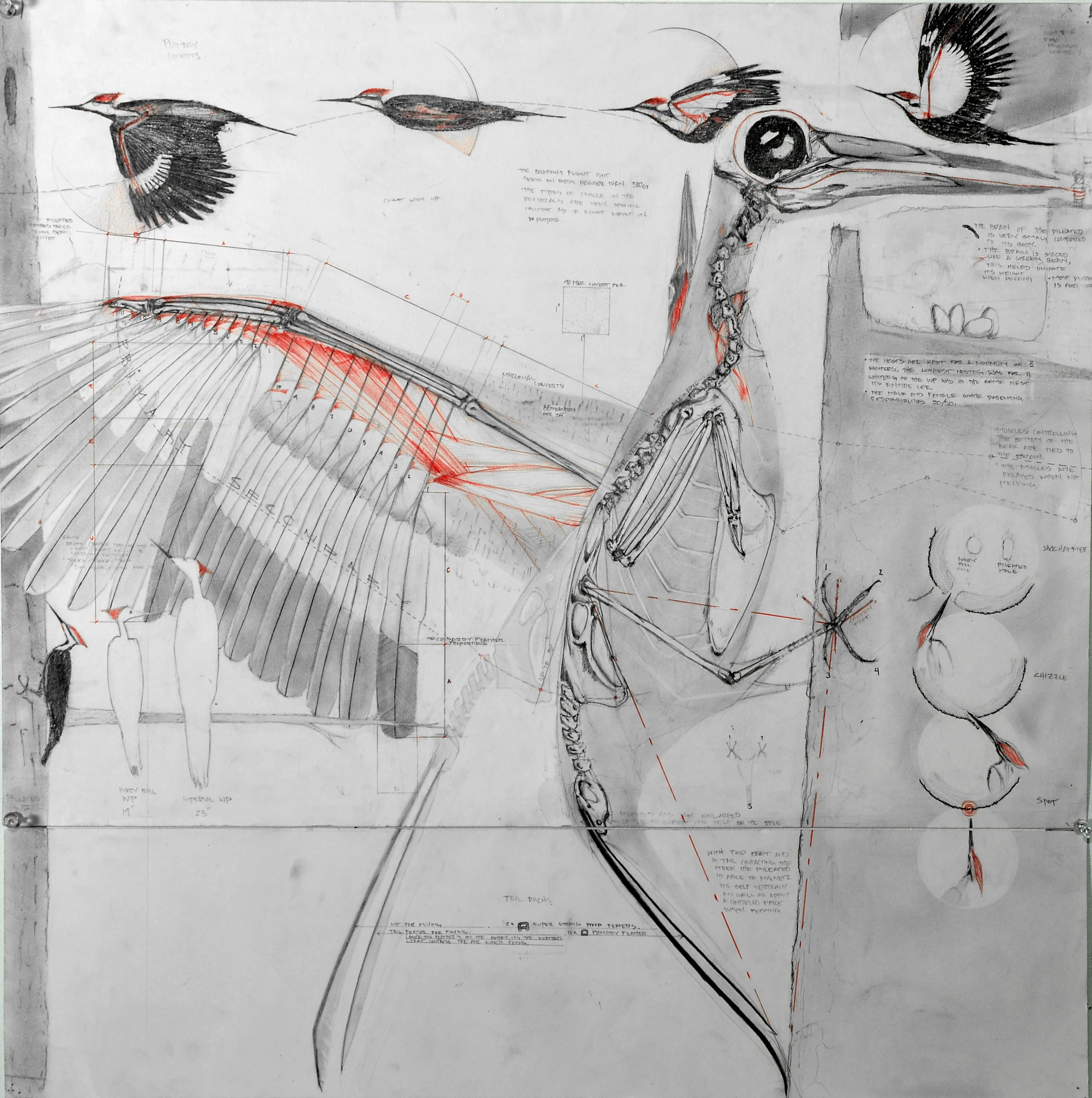 PILEATED ORNATONIC_SM1_8077.jpg