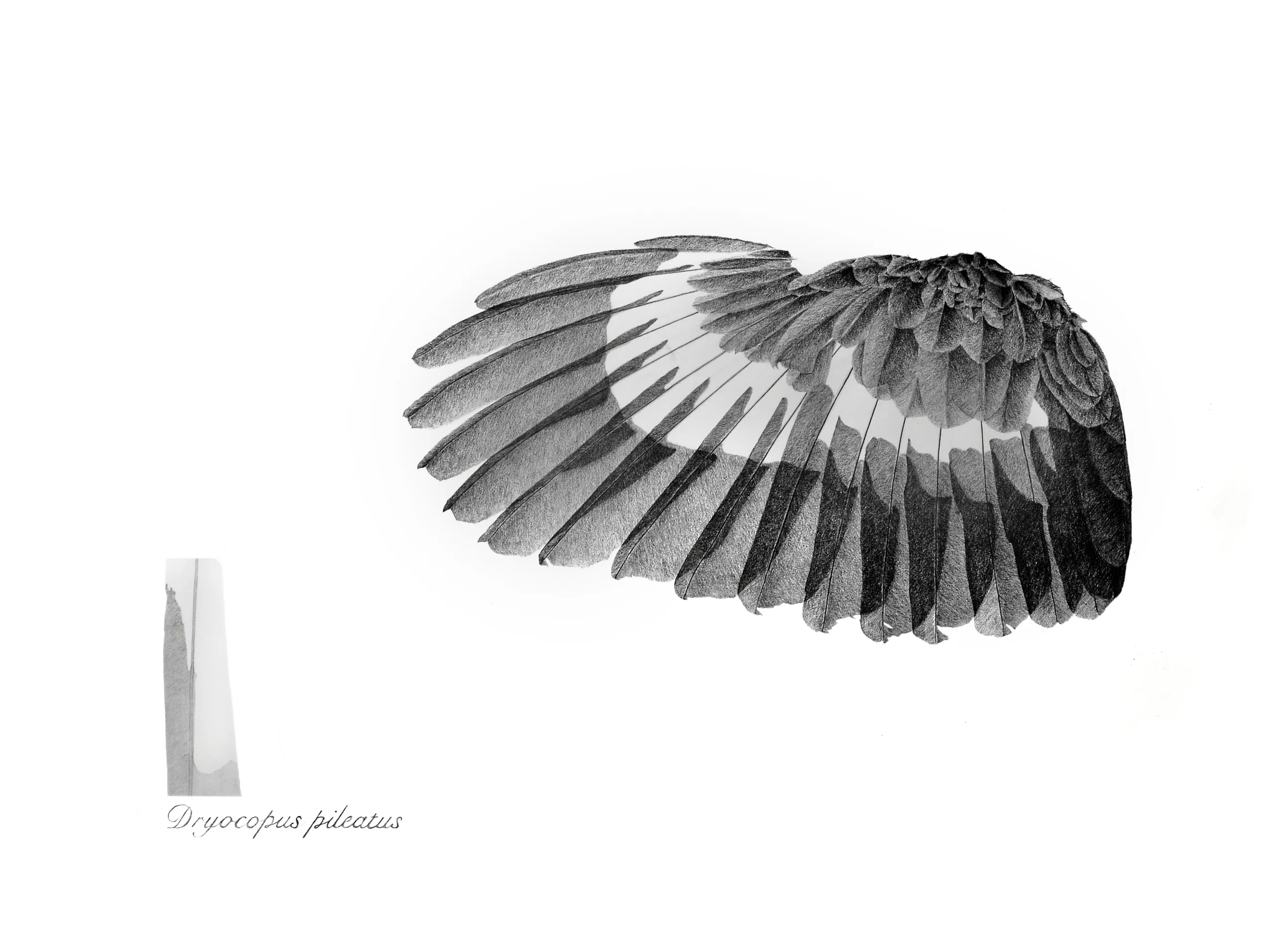 PILEATED WING 80HOUR_SM1_8073 2.jpg