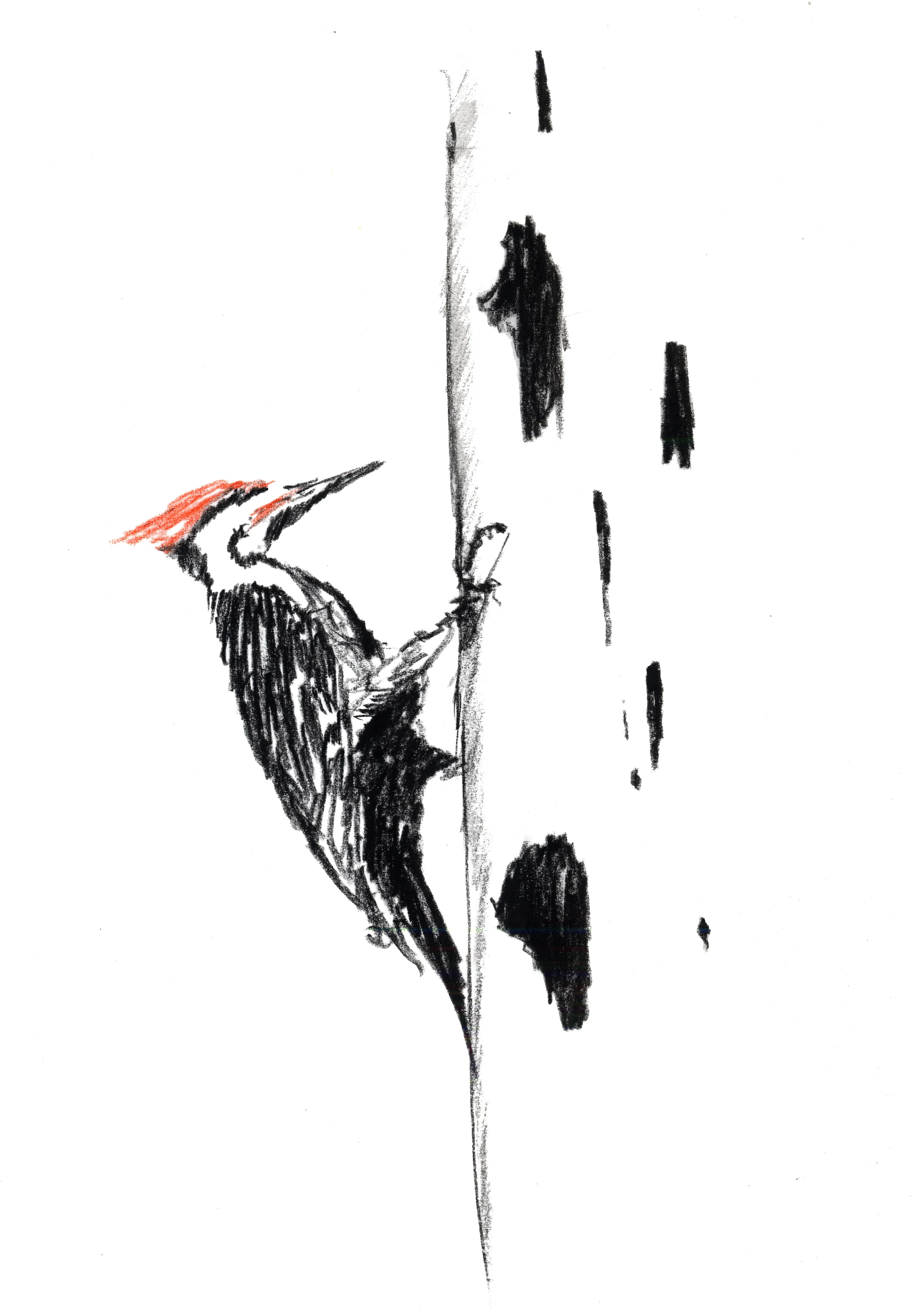 pileated wood pecker  pecking.jpg