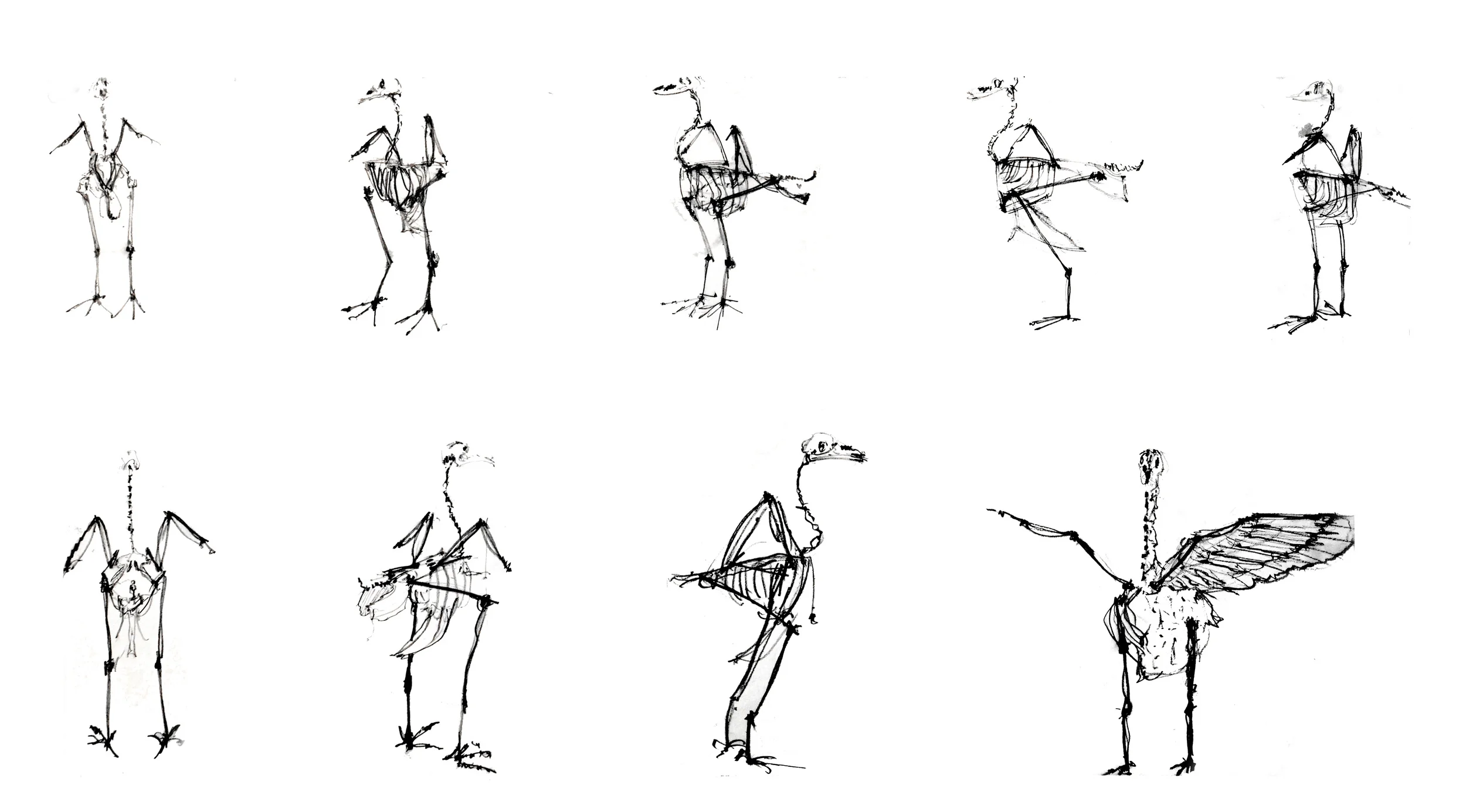 gests drawing spinning bird.jpg