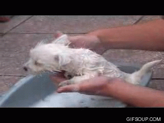 giphy (6).gif