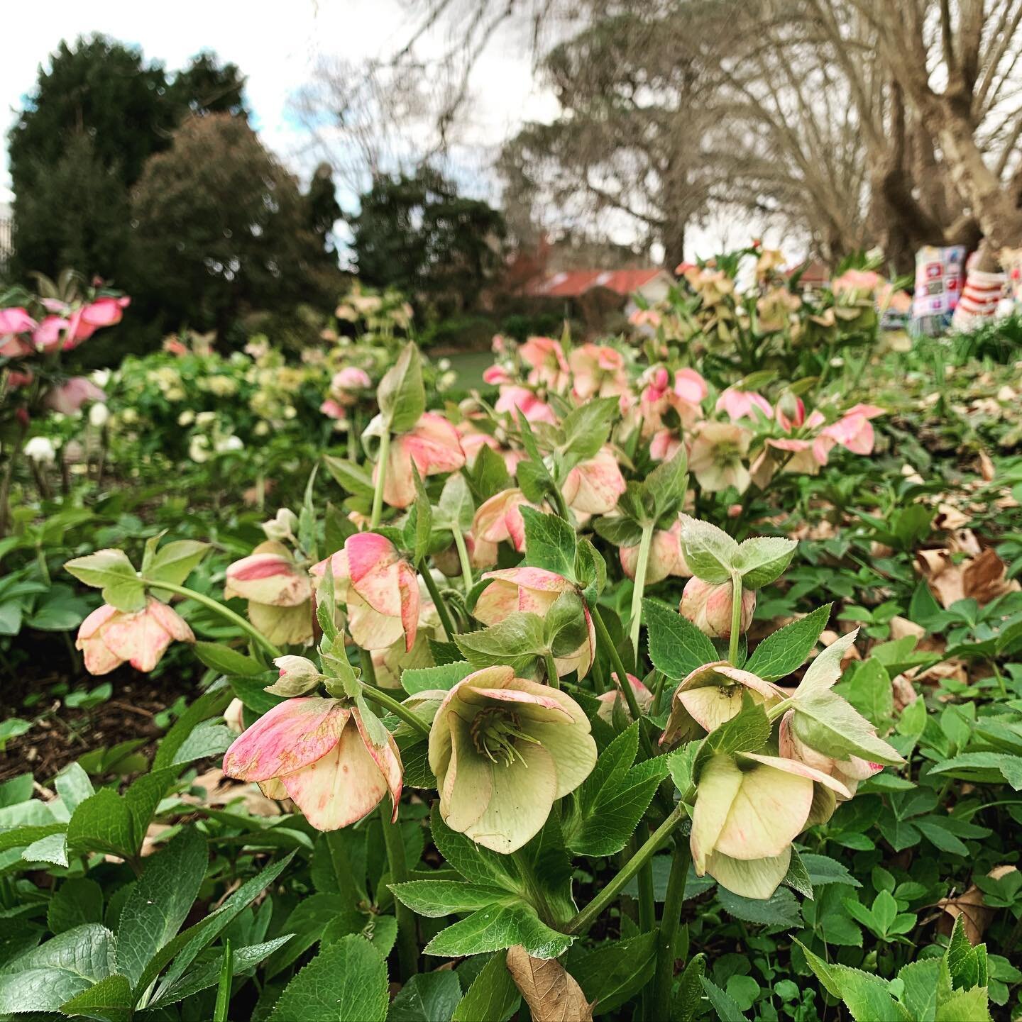 I&rsquo;ve died and gone to #hellebore heaven 😍