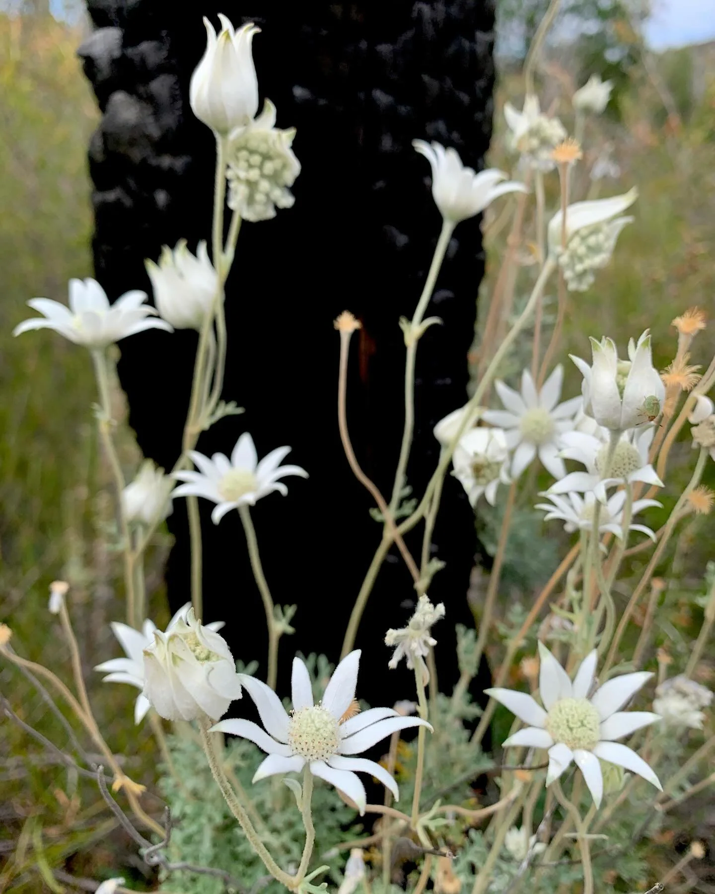 Happy new year from me and this sweet and wild Girraween Flannel Flower 🤍