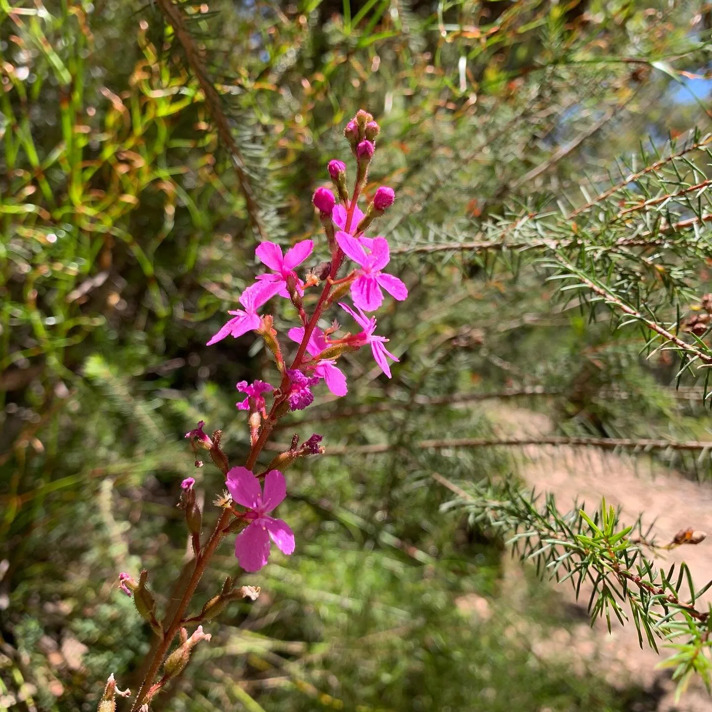 I hope you all had a refreshing break and some time in nature. We spent ours exploring the beautiful Blue Mountains. 💙🌳🫶🏼