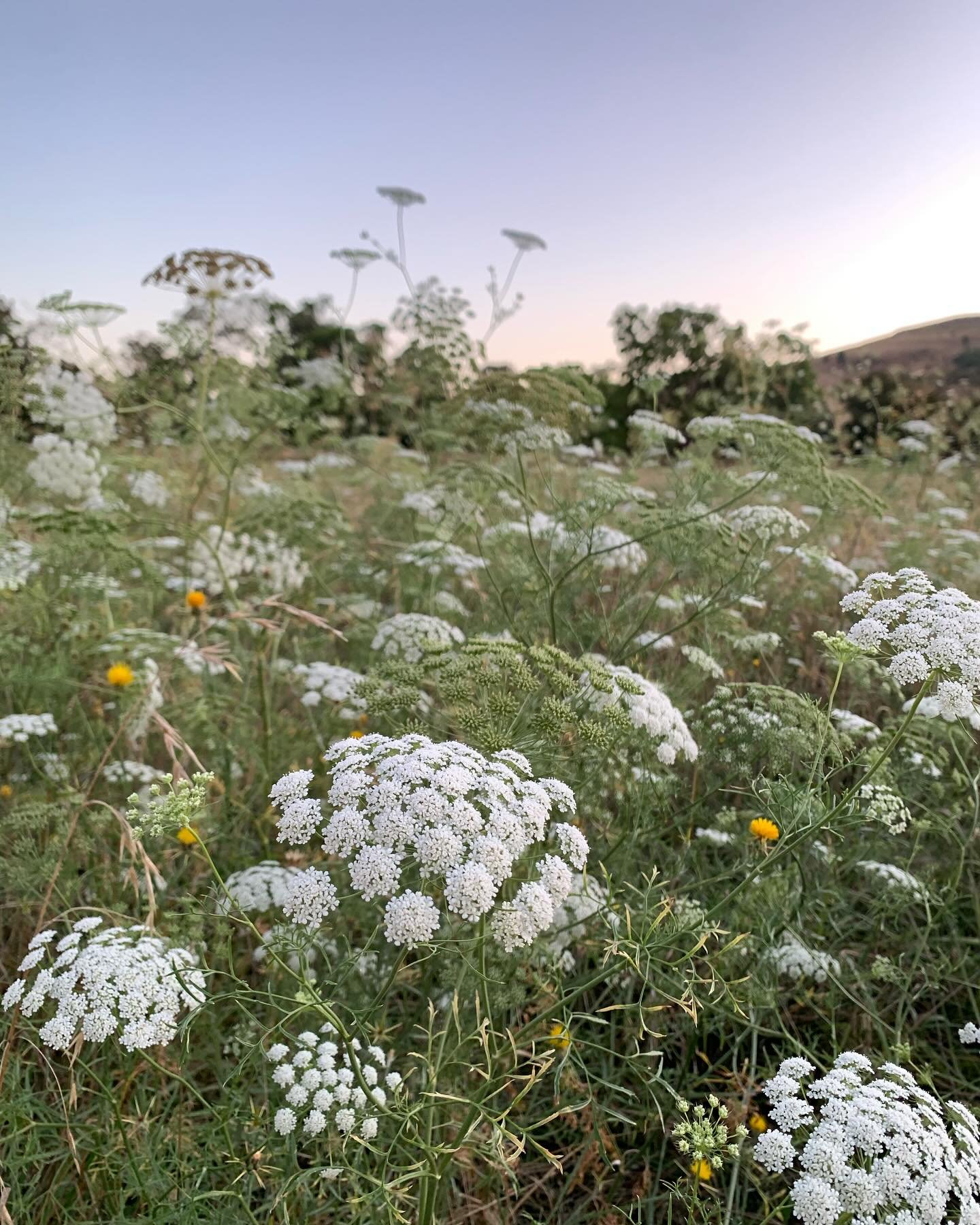 Fennel growing wild throughout country NSW and QLD 😍