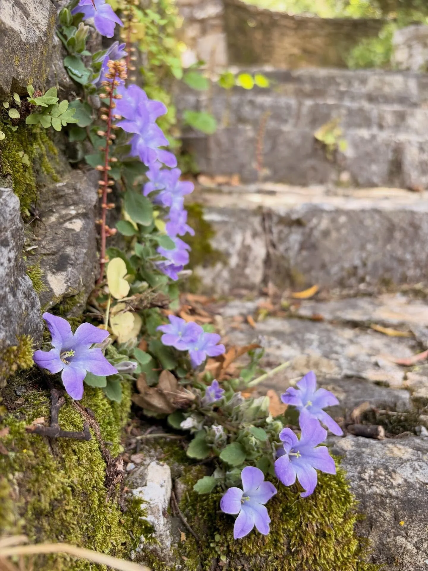 Wildflowers, crystal clear river, cute mountain villages, remote monasteries serving excellent Greek coffee and rice pudding, and was that Pan we glimpsed in the forest?! A relaxing couple of days in beautiful #arcadia 💚